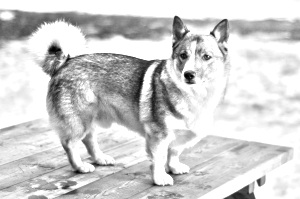 Breed Swedish Vallhund Breed Swedish Vallhund