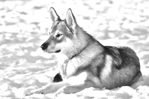 Breed Tamaskan Dog Breed Tamaskan Dog