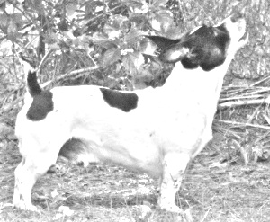 Breed Teddy Roosevelt Terrier Breed Teddy Roosevelt Terrier