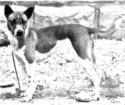 Breed Telomian Breed Telomian