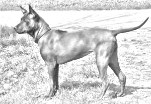 Breed Thai Ridgeback Breed Thai Ridgeback