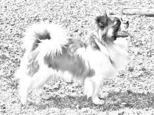 Breed Tibetan Spaniel Breed Tibetan Spaniel