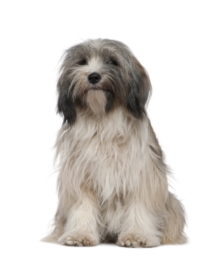 Breed Tibetan Terrier Breed Tibetan Terrier