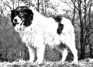 Breed Tornjak Breed Tornjak
