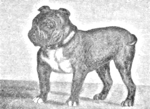Breed Toy Bulldog Breed Toy Bulldog