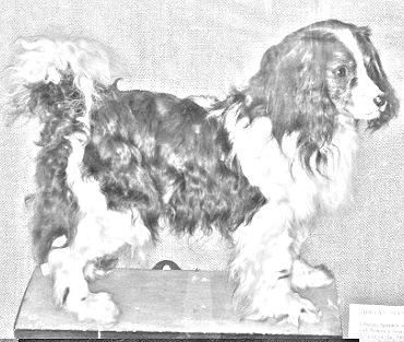 Breed Toy Trawler Spaniel Breed Toy Trawler Spaniel