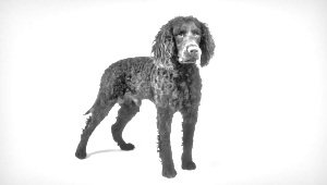 Breed Tweed Water Spaniel Breed Tweed Water Spaniel