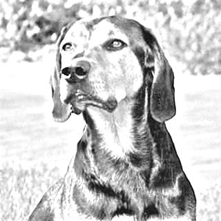 Breed Tyrolean Hound Breed Tyrolean Hound