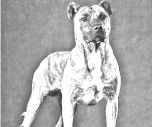 Breed Uruguayan Cimarron Breed Uruguayan Cimarron