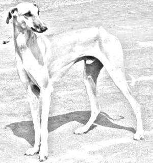 Breed Vanjari Hound Breed Vanjari Hound