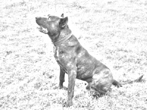 Breed Villano de las Encartaciones Breed Villano de las Encartaciones