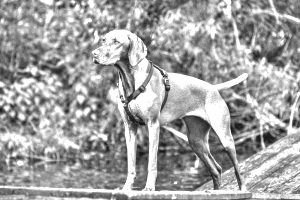 Breed Vizsla Breed Vizsla