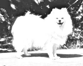 Breed Volpino Italiano Breed Volpino Italiano