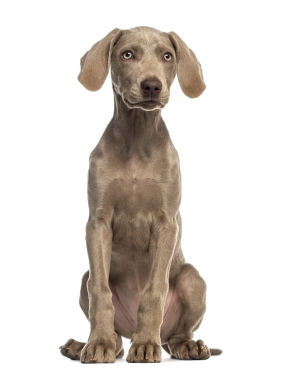 Breed Weimaraner Breed Weimaraner