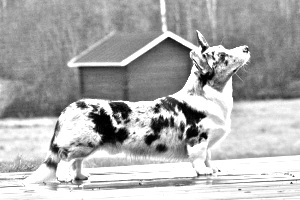 Breed Welsh Corgi, Cardigan Breed Welsh Corgi, Cardigan