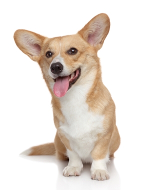 Breed Welsh Corgi, Pembroke Breed Welsh Corgi, Pembroke