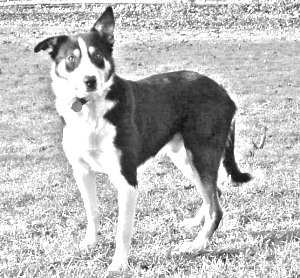 Breed Welsh Sheepdog Breed Welsh Sheepdog