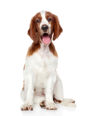 Breed Welsh Springer Spaniel Breed Welsh Springer Spaniel