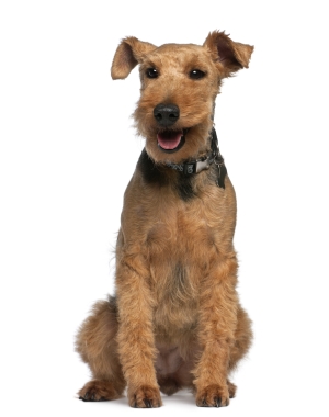 Breed Welsh Terrier Breed Welsh Terrier