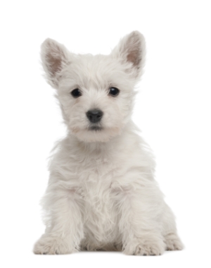 Breed West Highland White Terrier