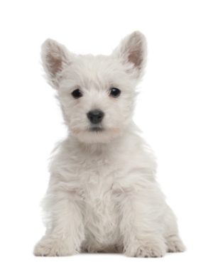 Breed West Highland White Terrier Breed West Highland White Terrier