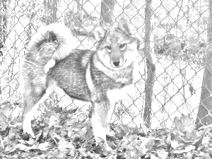 Breed West Siberian Laika Breed West Siberian Laika