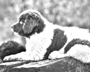 Breed Wetterhoun Breed Wetterhoun