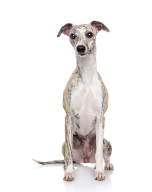 Breed Whippet Breed Whippet