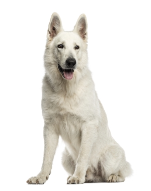 Breed White Shepherd Breed White Shepherd