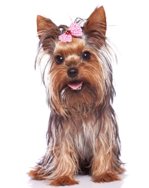 YORKSHIRE TERRIER