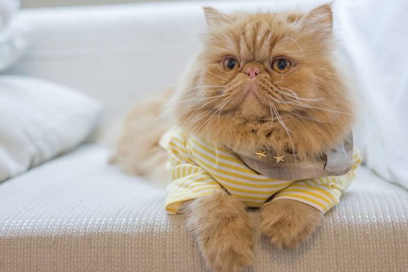 Caring for a Persian Cat AnimalsSale