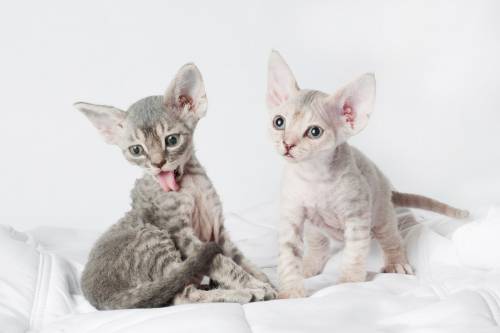 Pets, Dogs & Cats for sale Pets, Dogs & Cats for sale