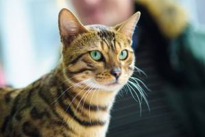 Cat-Cat_Guide-A_very_clever_and_sociable_Bengal_Cat.jpg Cat-Cat_Guide-A_very_clever_and_sociable_Bengal_Cat.jpg