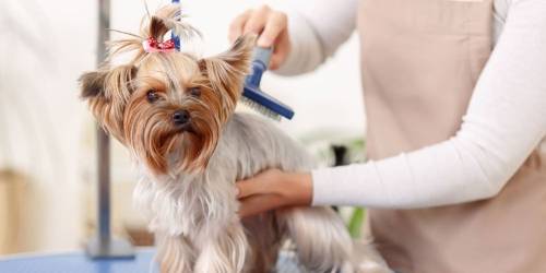 professional-dog-trimming.jpg professional-dog-trimming.jpg