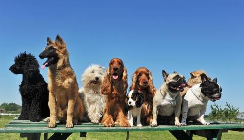 Pets, Dogs & Cats for sale Pets, Dogs & Cats for sale