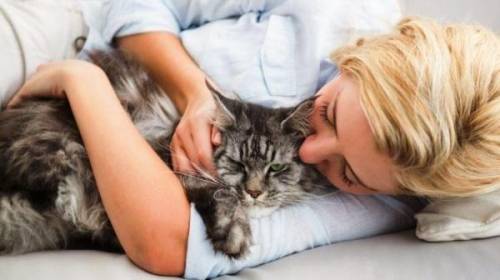 cats-castration-and-sterilization.jpg cats-castration-and-sterilization.jpg