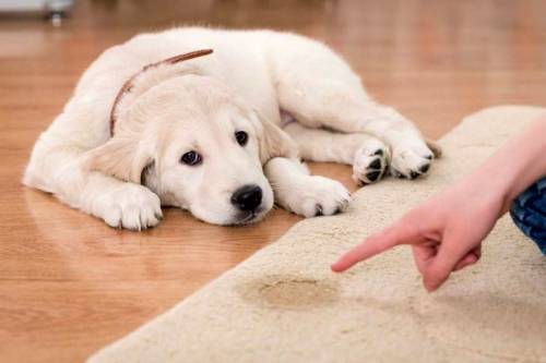 teach-the-puppy-to-the-street-toilet.jpg teach-the-puppy-to-the-street-toilet.jpg