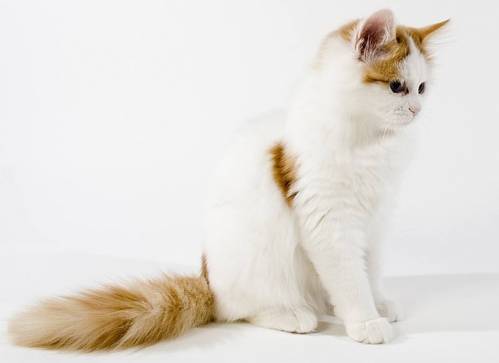 turkish-van.jpg turkish-van.jpg