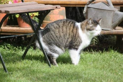 how-does-a-cat-mark-a-territory.jpg how-does-a-cat-mark-a-territory.jpg