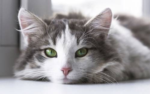 how-long-do-cats-live.jpg how-long-do-cats-live.jpg