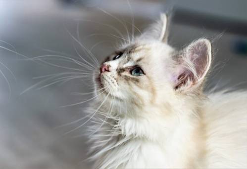 cat-therapy-treatment-that-involves-cats.jpg cat-therapy-treatment-that-involves-cats.jpg