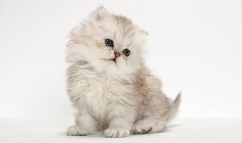 choose-a-persian-kitten.jpg choose-a-persian-kitten.jpg
