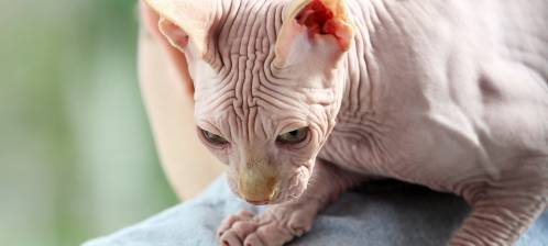 canadian-sphynx-cat.jpg canadian-sphynx-cat.jpg