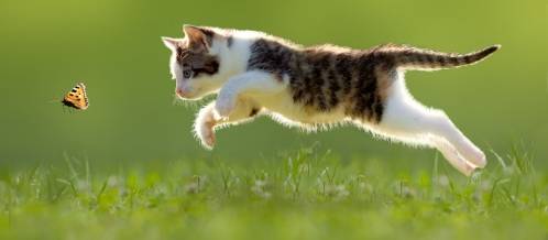 cats-to-daunt-or-to-bring-up.jpg cats-to-daunt-or-to-bring-up.jpg
