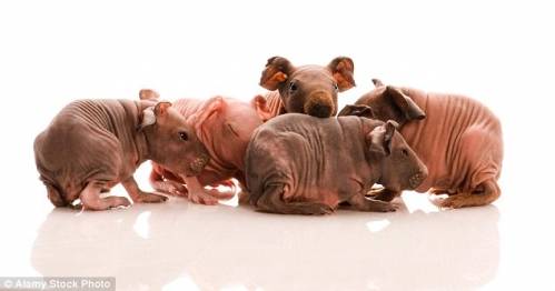 7-quot-pros-quot-and-7-quot-cons-quot-of-buying-bald-sphynx-rat.jpg 7-quot-pros-quot-and-7-quot-cons-quot-of-buying-bald-sphynx-rat.jpg