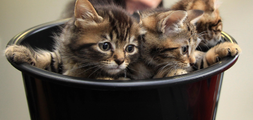 cats-in-china.png cats-in-china.png