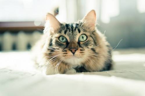 how-to-buy-a-cat.jpg how-to-buy-a-cat.jpg