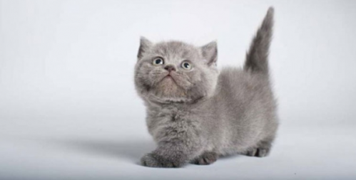 munchkin-a-brief-description-of-the-breed.png munchkin-a-brief-description-of-the-breed.png