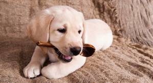 the-first-steps-of-a-puppy-at-new-home.jpg the-first-steps-of-a-puppy-at-new-home.jpg