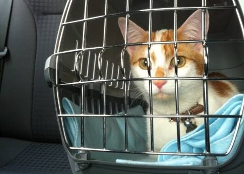 comfortable-journey-of-a-cat.jpg comfortable-journey-of-a-cat.jpg